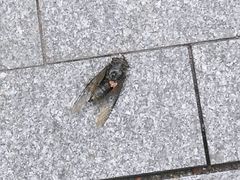 -武昌中华路码头(轮渡站)