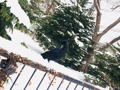 -北海道厅旧本厅舍(旧本庁舎)