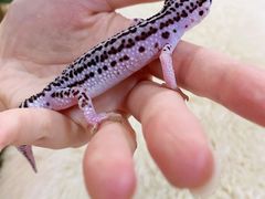 -酷以爬仙阁实体爬宠店·守宫·蜥蜴·专业繁育