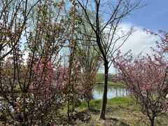 -溱湖国家湿地公园