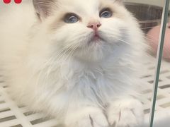 -lincat·猫舍(广州店)