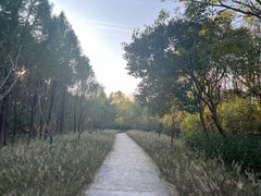 -昆山城市生态森林公园