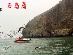 -长岛万鸟岛