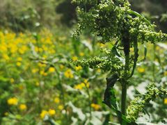 -遵化市禅林寺古银杏风景园