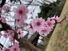-梅花山(明孝陵内)