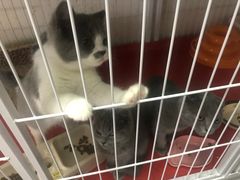 -我爱猫咪·猫咖·狗咖·安哥拉兔·羊驼咖(小寨华旗店)