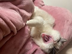 -美联众合动物医院(·中兽医·疑难杂症·严家桥分院)