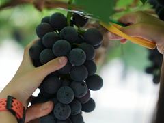 -金谷域澳洲庄园