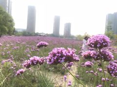 -杭州城北体育公园