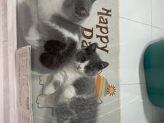 -1013 PET SHOP精品宠物商店(丁香店)