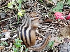 -五营红松林海景区