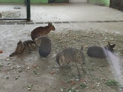 -石家庄市动物园