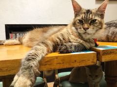 -猫色咖啡·猫咖