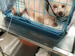 -乐嘟嘟宠物医院