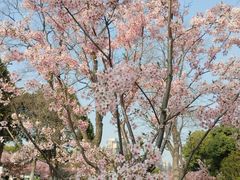 -顾村公园