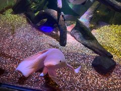 -悉尼海洋生物水族馆