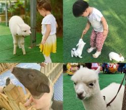 -萌宠亲子动物乐园(槐房万达店)