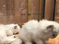 -袖虎·猫馆(体育西路店)
