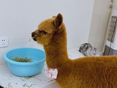 -怪兽屋·羊驼·猫咖·狗咖(俊华广场店)