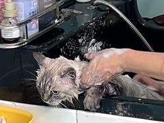 -猫宠乐园·专业洗护