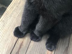 -喵屿·大理花园猫咖