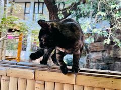 -龙华素斋(龙华路店)