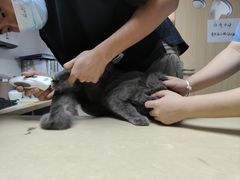 -宠颐生宠物医院外科·内科·皮肤科·影像科(石龙店)