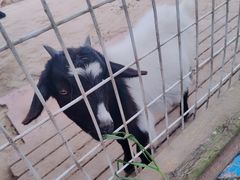 -武汉紫薇都市田园