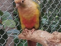 -南宫五洲植物乐园