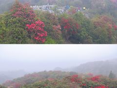 -贵州百里杜鹃风景名胜区