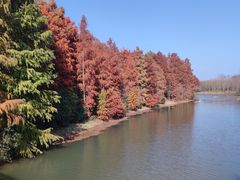 -上海海湾国家森林公园