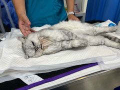 -美联众合动物医院·24h转诊中心