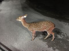 -清迈夜间动物园