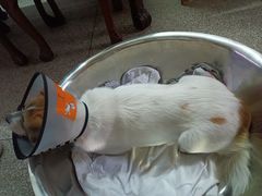 -关爱宠物医院·猫科中心·消化科(滨湖万达分院)