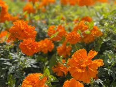 -松山湖梦幻百花洲
