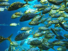 -太平洋海底世界