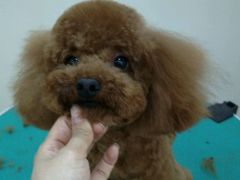 -佳雯宠物医院(四明中路分院)