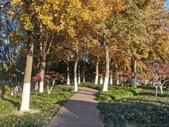 -昆山城市生态森林公园