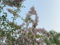 -海棠花溪(元大都城垣遗址公园)