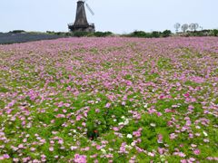 -大塘金香草谷