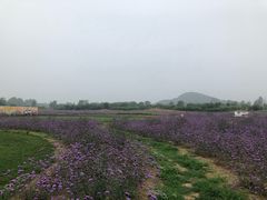 -北京东方普罗旺斯薰衣草庄园