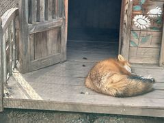 -大青山野生动物园