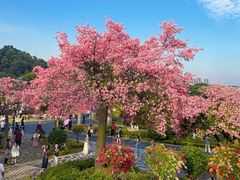 -东莞植物园