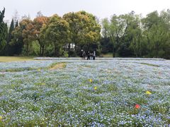 -上海滨江森林公园
