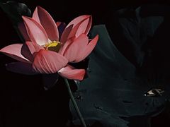 -高子水居