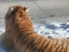 -横道河子东北虎林园