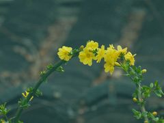 -莫愁湖公园