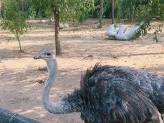 -大连森林动物园