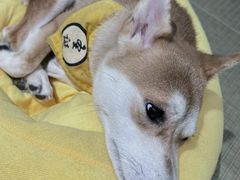 -逗柴咖啡屋·狗咖猫咖宠物桌游