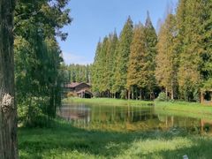 -黄海国家森林公园